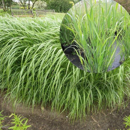 Panicum virgatum 'Strictum' - Vitshirss 'Strictum' P9/0,55L  